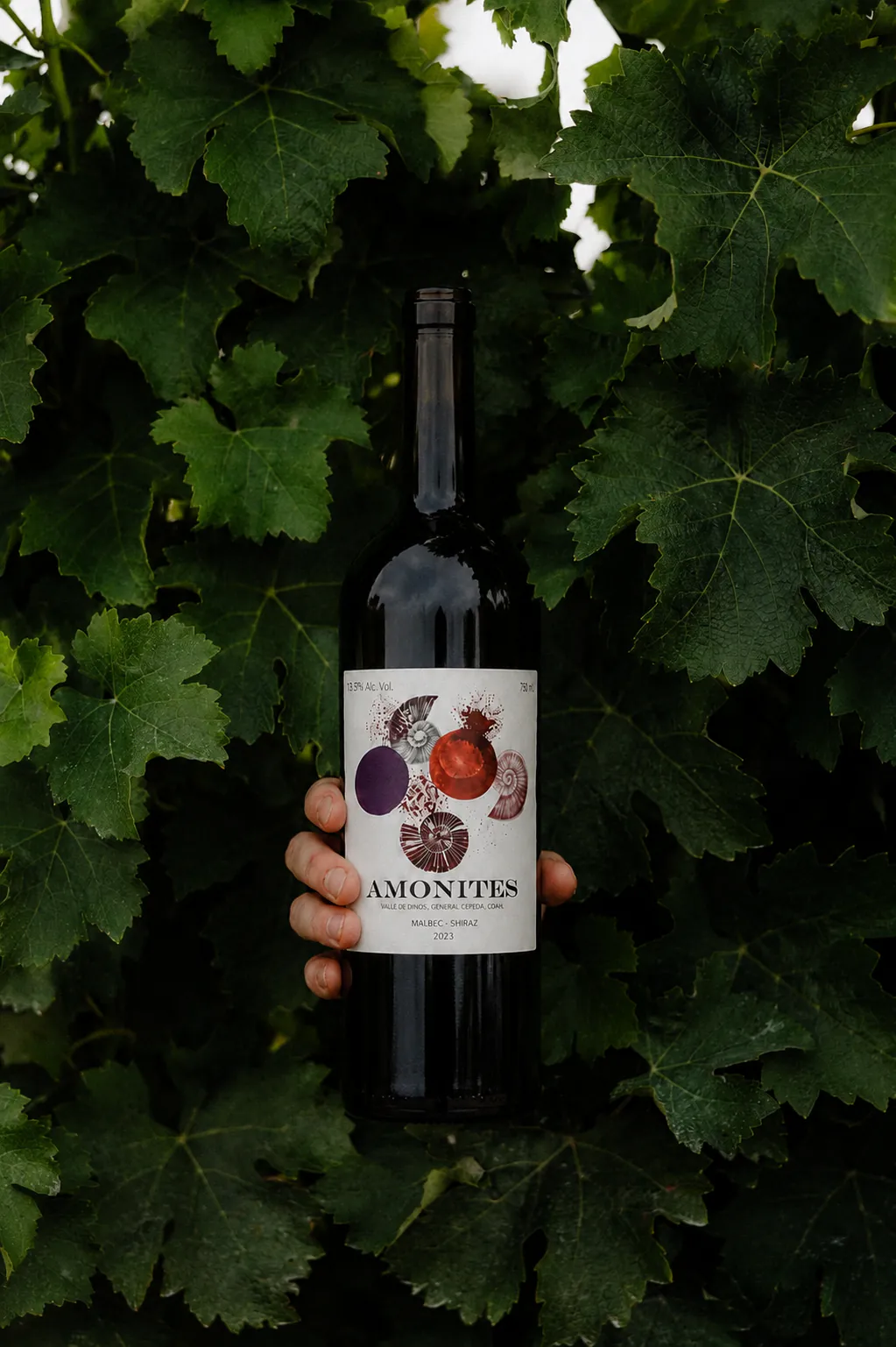Botella de Amonites Primitivo