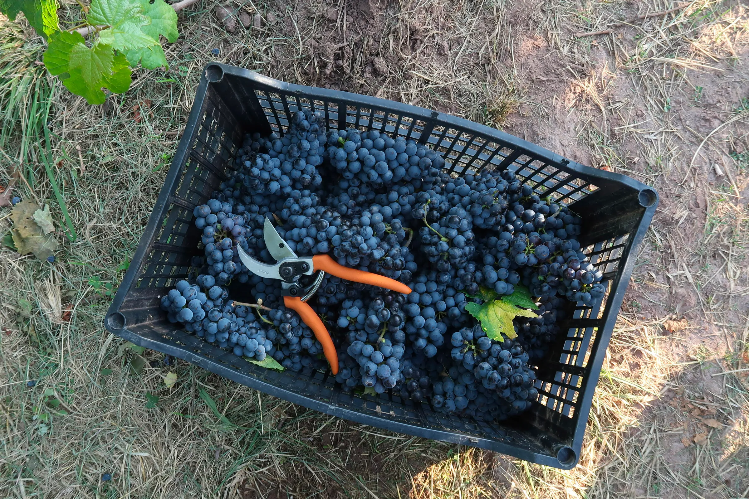 Haz tu vino en bodega en Viñedo Amonites