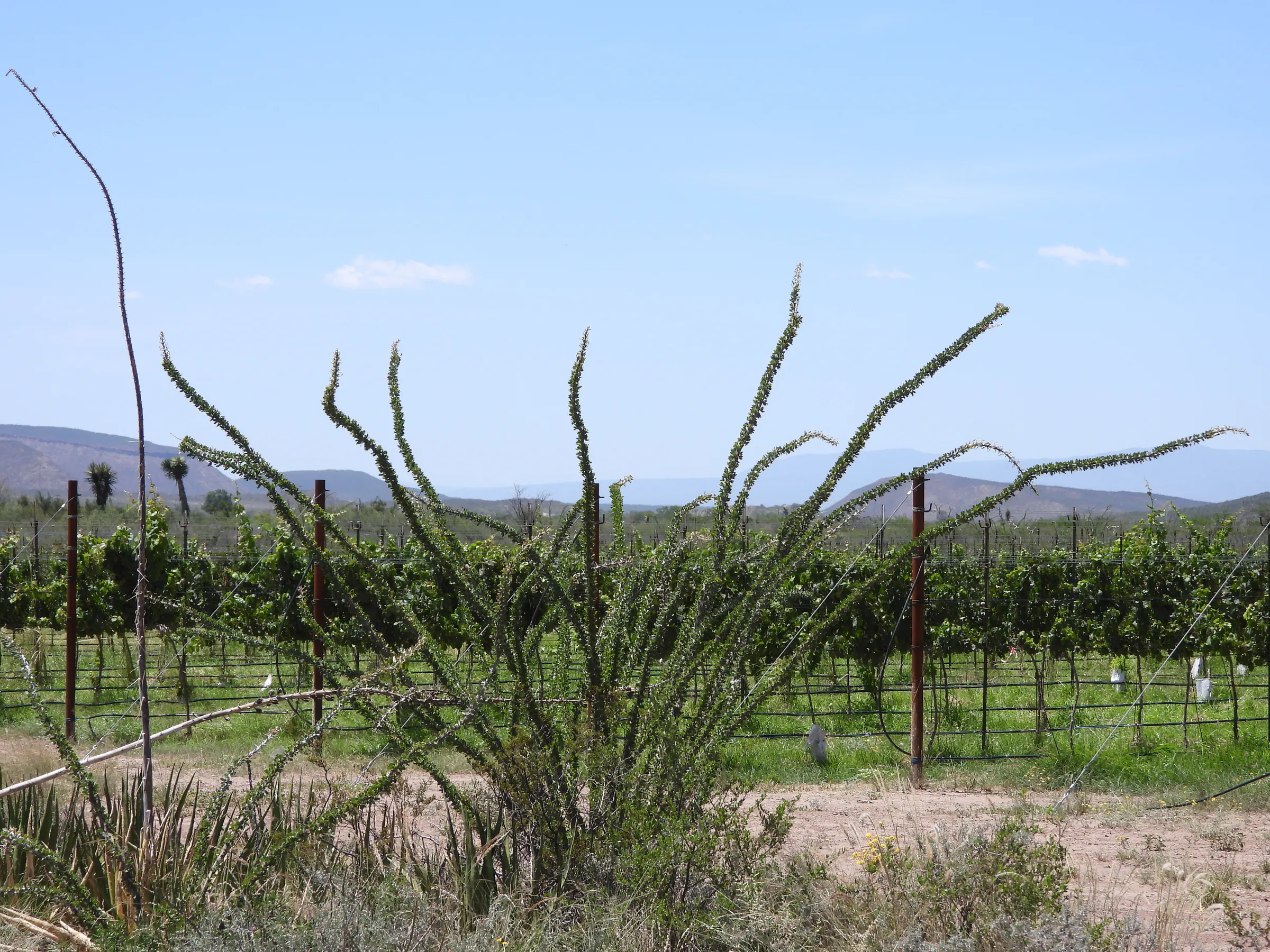 Hileras de vid entre vegetación del semidesierto de Coahuila