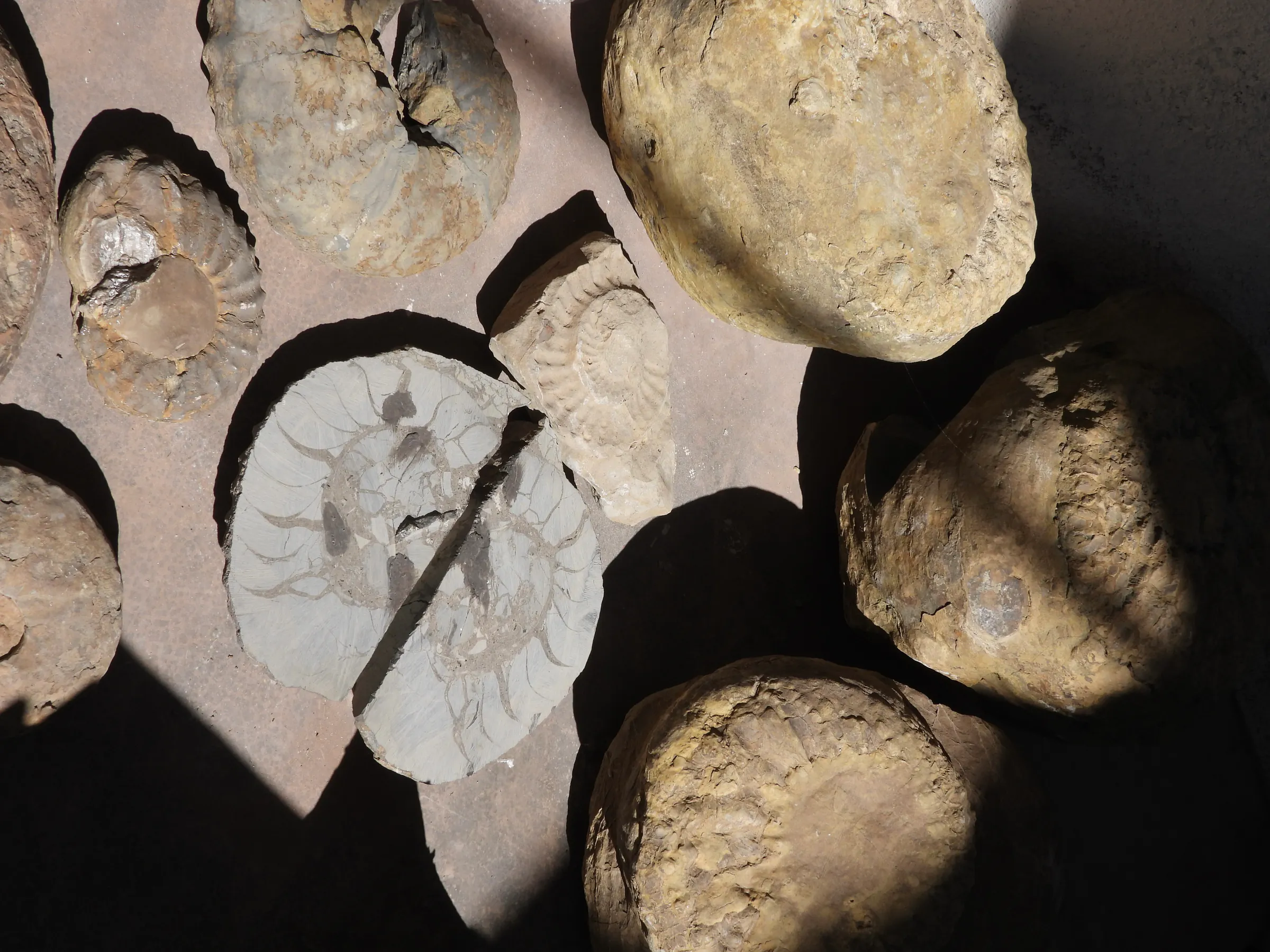 Recorrido Paleo Vinos en Viñedo Amonites